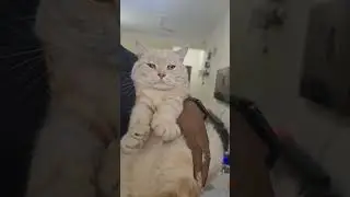 Adorable cats ❤️ which one is your favorite 😍  #catvideos 