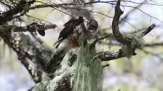 Peuquito (Astor chilensis, ex Accipiter chilensis) comiendo Cabecitanegra Austral (Spinus barbatus)