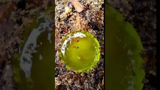 sharing candy with a colony of red ants #ant #antseating #shortvideo