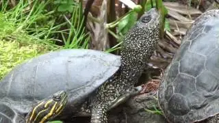 Emys orbicularis und Chrysemys picta bellii