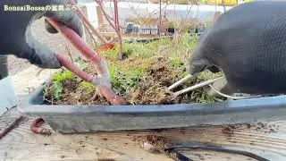 トレーに放置しすぎるとこうなります #盆栽 #bonsai
