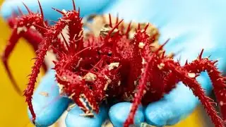 15 New Animal Species Discovered in 2025!