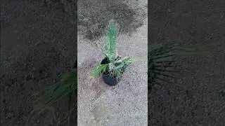 Planting a California Fan Palm, how to plant a palm tree #palms #plants #garden #palmtrees #palm