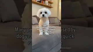 Do you agree? #dog #maltese #dogs #cute #cutedog #pets