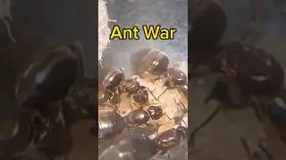 Starting An Ant War