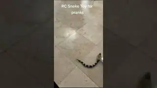 RC snake toy for pranks #gift #gifts #snake  #viral #trending #gifting #snakes #prank #pranks