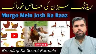 Murgu Mein Josh Ka Raaz | Best Breeding Tips For Aseel | 100% Working Formula | JoGi AseeL