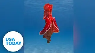 Underwater photographer spots a mysterious sea slug in Australia | USA TODAY