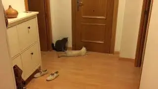 Cats are waiting for owner to come home