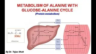 Alanine metabolism II Glucose-Alanine cycle II Biochemistry II Dr Tejas Shah