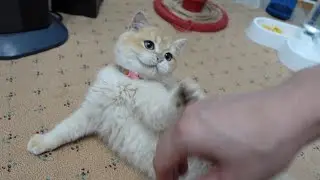 Adorable Cat Causes Chaos at Home with Hilarious Games 🐱✨