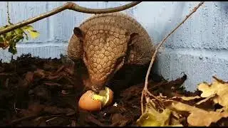 All About Armadillos: Egg treats for our Armadillos