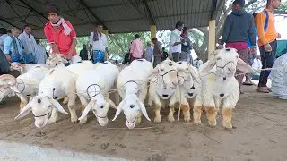 Vikas Gowda and others trading sheep in Kirugavalu