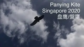 Panying Kite Singapore 2020 盘鹰/盤鷹 パンイン 鳥凧