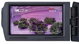 LED Lighting: Growing Ornamental Crops