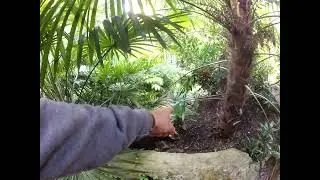 Chainsaw Trachycarpus palm tree update 2'ft of trunk growth!