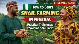 HOW TO START YOUR SNAIL FARM TODAY  @roovisionsnailfarm