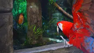 Scarlet's Adventure Episode 1: Branching Out