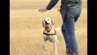 Detection Dogs for Conservation: Interview with Kayla Fratt, Working Dogs for Conservation