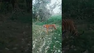 Today Evening Sighting Kalwa Tiger Shedegaon Safari get 06/02/2026#tiger #wildlife #tadoba 🐯🐯