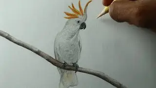 Como desenhar um pássaro Cacatua PASSO A PASSO narrado