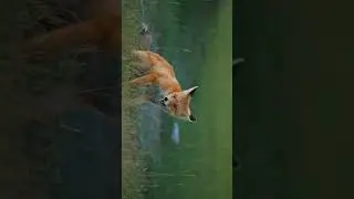 Jungles animals amazing pictures