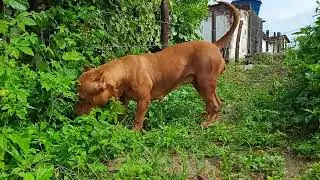 Pitbull evolution 🔥#lekthebestkennel