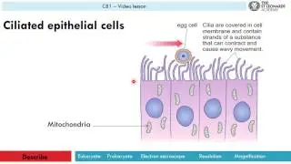 CB1c - Specialised cells