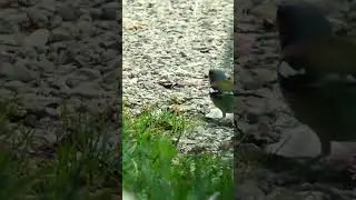 Male Common Chaffinch #chaffinch #bird #ytshort #short #shorts