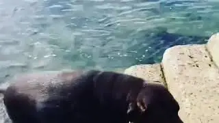 Sandy Sea Dogs