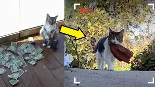 CAT brings MONEY home EVERYDAY, UNTIL the day the POLICE shows up at the DOOR!