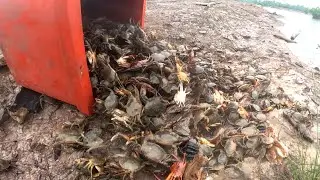 PANEN KEPITING!! asli kepitingnya keluar saat panen udang windu di tambak tradisional