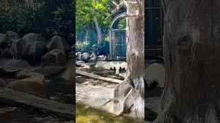 Birds in Byculla Zoo🦃🪺🦩Mumbai (Veermata Jijabai Bhosale Udyan & Zoo) #indianbirds #mumbai #zoo