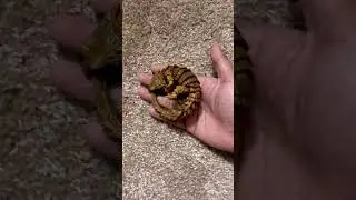 Armadillo Lizard Curled Up #pet #reptile #lizard