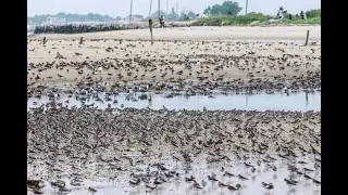 Restoring Delaware Bay Beaches for Horseshoe Crabs, Shorebirds, and the Community