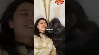 Счастливая горилла в медовый месяц #мило #taggorilla #горилла #зоопарк #дисней #животное #обезьян...