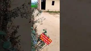 # Village dog funny moments #real contant #comedy