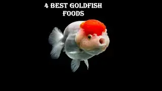 4 Best Goldfish Foods