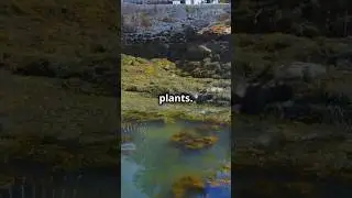 How Plants Conquered Land: A 60-Second Journey! #PlantEvolution #AncientLife