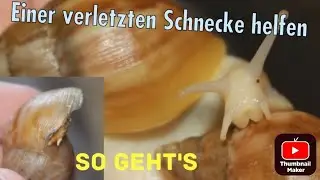 Schnecke hat ihr Haus verletzt - was tun? Schritt f&uuml;r Schritt erkl&auml;rt.