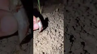 #frog #frogling #wildlife #animals