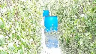 Ugu farm flooded.