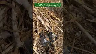 G1 lehsan harvesting | g1 garlic