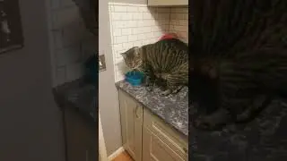 What happens when Rocky has an empty bowl?