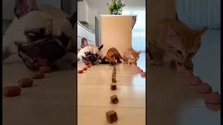 A French bulldog, a dachshund, and a cat race to finish their treats first🍖#funny #viral #cute #top
