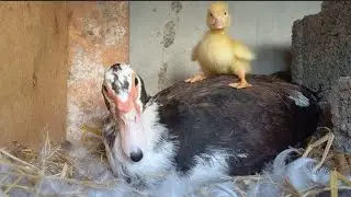 Feeding the duck and the cute little ducks