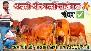 🌟पवन जी की डायमंड जैसी गाय खरीदो 😀मात्र 35000₹ में 101% शुद्ध साहीवाल 💫 Pure Sahiwal 3 Cow ✨