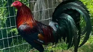 ALL ABOUT MCLEAN HATCH GAMEFOWL | MY PASSION HISTORY