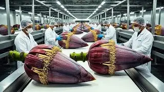 Inside the World’s Strangest Factory: Banana Flowers Processed on a Massive Scale