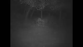 2021 Buck Brothers In Hard Antler